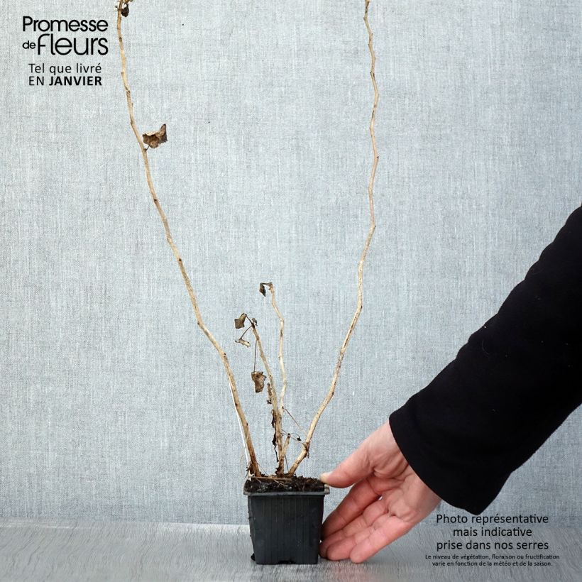 Example of Pelargonium acetosum - Botanische pelargonium Kweekpotje van 8/9 cm as you get in hiver