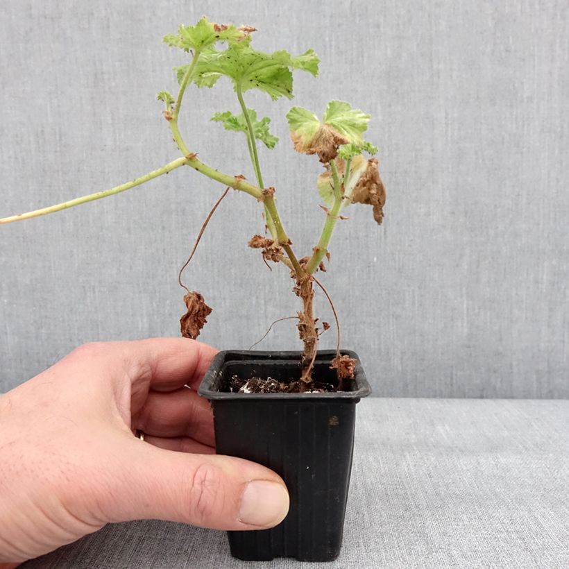 Example of Pelargonium Atomic Snowflake - Citroengeranium Kweekpotje van 7/8 cm as you get in hiver