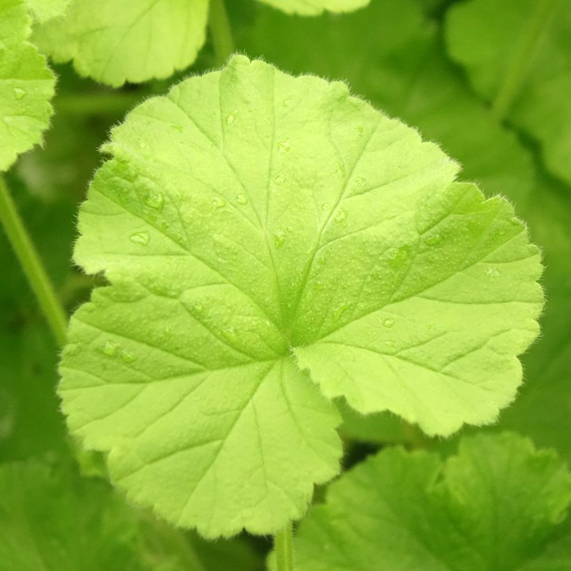 Pelargonium Atomic Snowflake - Citroengeranium (Blad)
