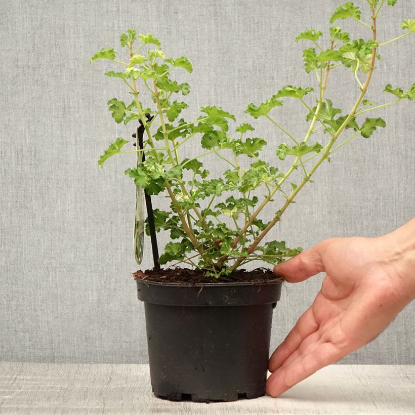 Exemplaar van Pelargonium crispum Peach Cream - Geurgeranium Pot van 1,5 l/2 l zoals geleverd in de zomer