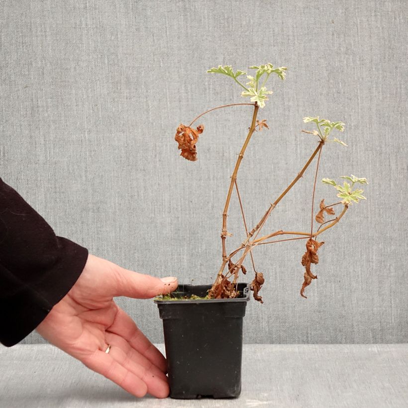 Example of Pelargonium graveolens Grey Lady Plymouth - Geurgeranium Kweekpotje van 7/8 cm as you get in hiver