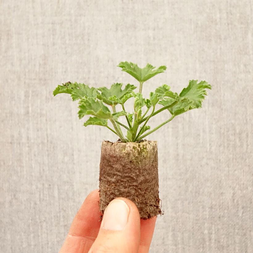 Exemplaar van Pelargonium Mosquitaway Louise - Citroengeranium Mini-mot Ø 3/4 cm zoals geleverd in de lente