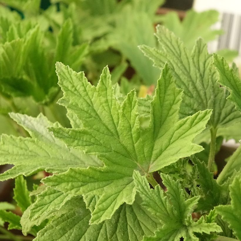 Pelargonium Orange Fizz - Geurgeranium (Blad)