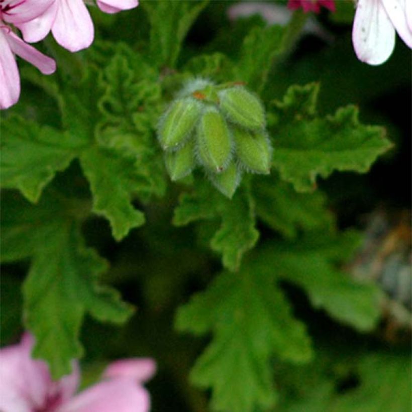 Pelargonium graveolens - Geurgeranium (Foliage)