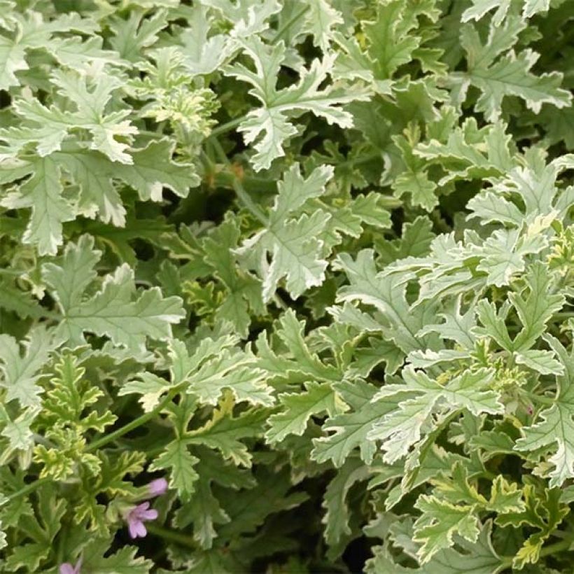 Pelargonium graveolens Grey Lady Plymouth - Geurgeranium (Foliage)