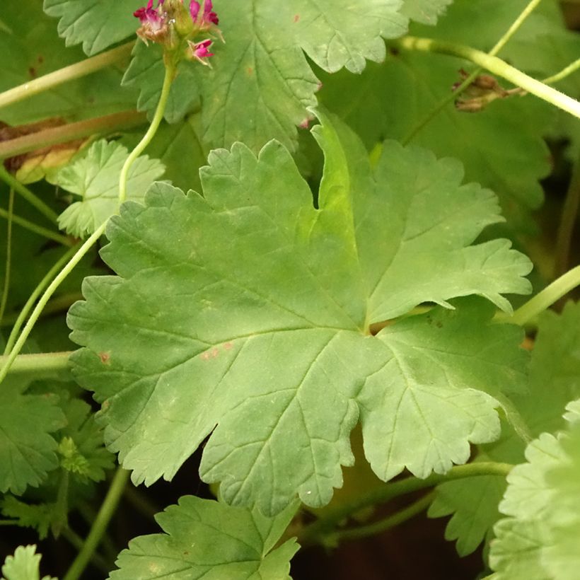 Pelargonium grossularioides - Botanische pelargonium (Blad)