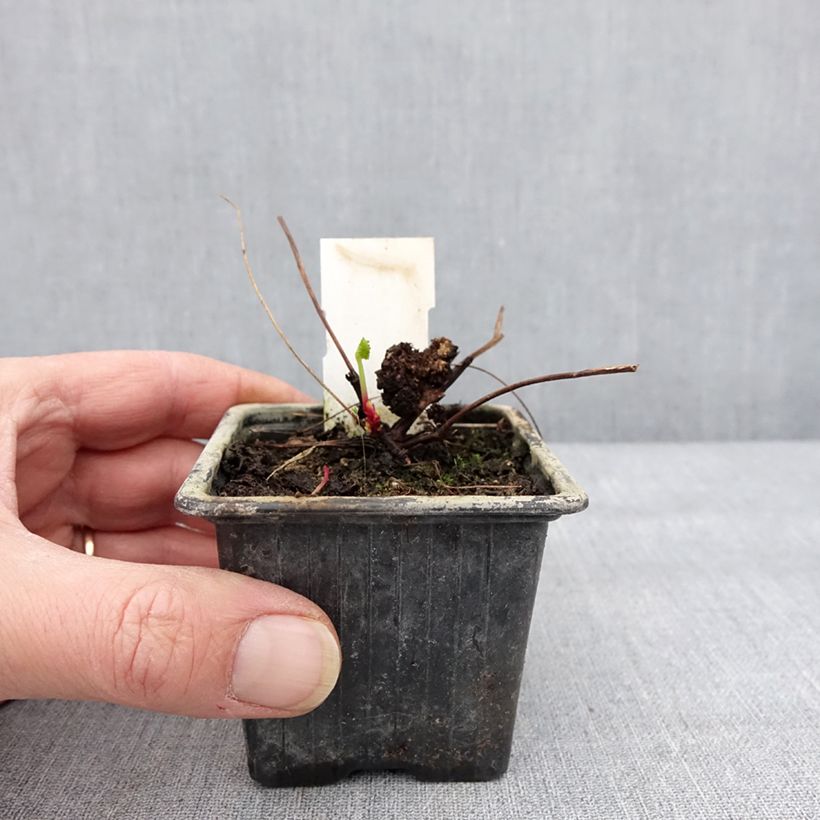 Example of Pelargonium grossularioides - Pélargonium botanique Kweekpotje van 8/9 cm as you get in hiver