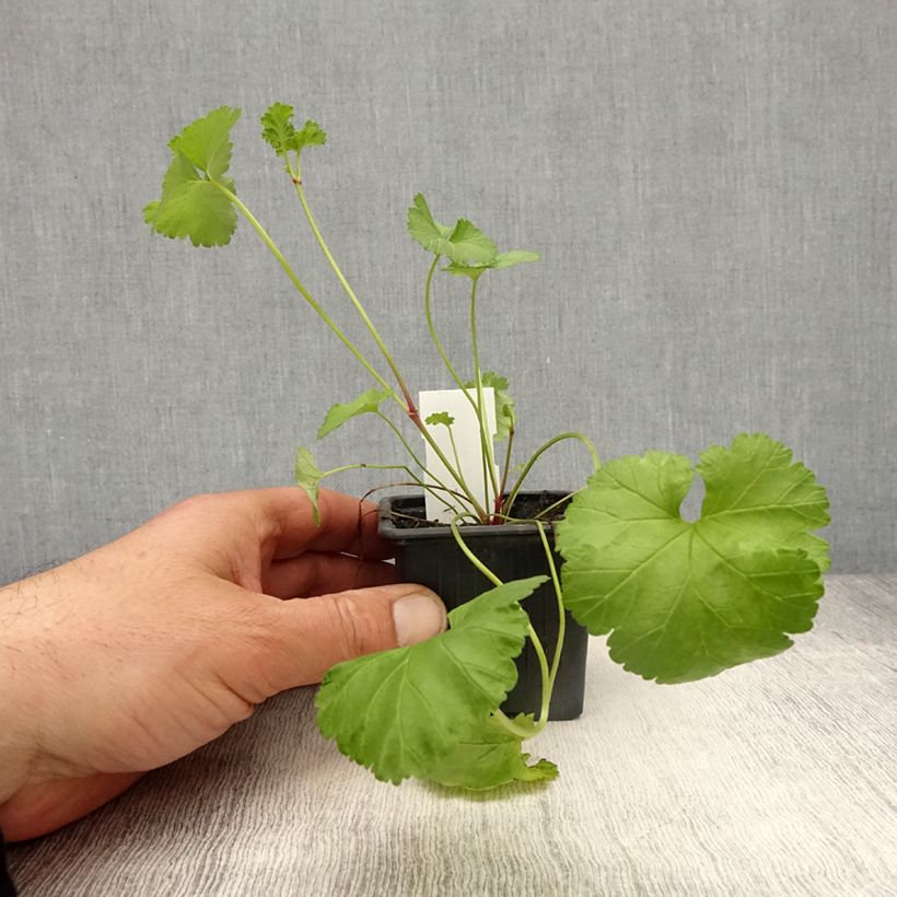 Exemplaar van Pelargonium grossularioides - Botanische pelargonium Kweekpotje van 8/9 cm zoals geleverd in de lente