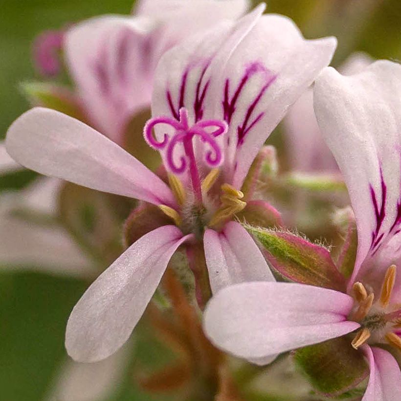 Pelargonium Candy Dancer - Geurgeranium (Flowering)