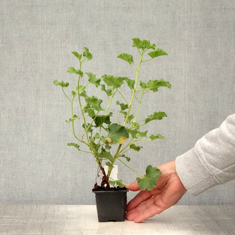 Exemplaar van Pelargonium Cola Bottles - Geurgeranium Kweekpotje van 8/9 cm zoals geleverd in de zomer