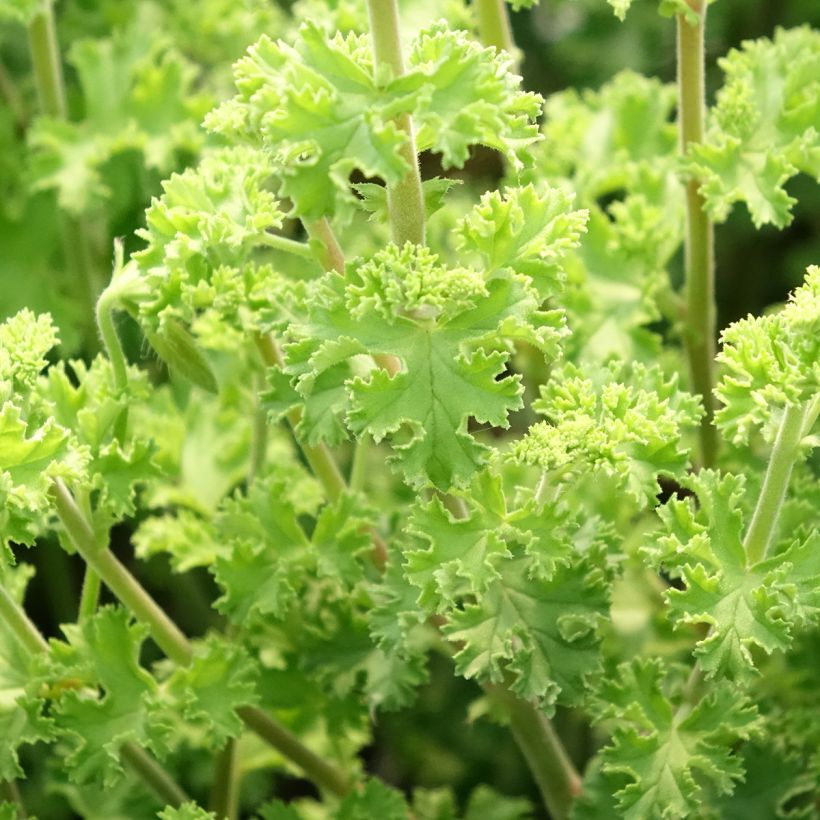 Pelargonium crispum Minor - Citroengeranium (Blad)