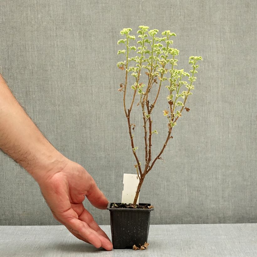 Exemplaar van Pelargonium crispum Variegatum - Citroengeranium Kweekpotje van 7/8 cm zoals geleverd in de zomer
