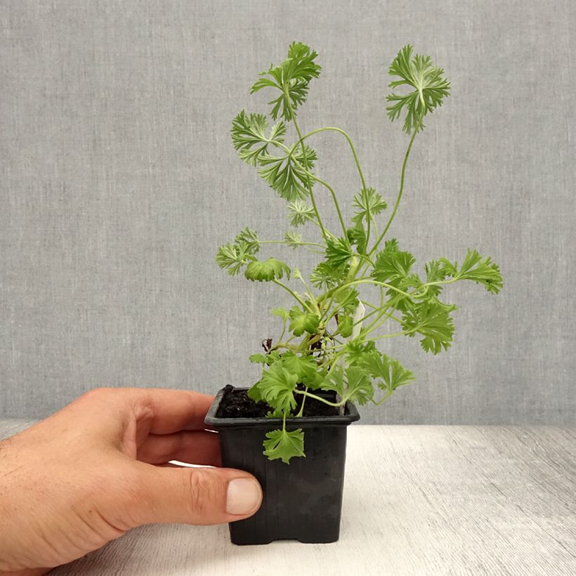 Exemplaar van Geurgeranium Deerwood Lavender- Geurgeranium Kweekpotje van 8/9 cm zoals geleverd in de zomer