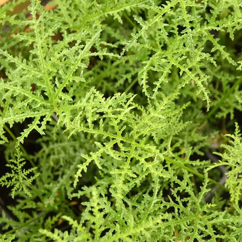 Pelargonium denticulatum Filicifolium - Geurgeranium (Blad)