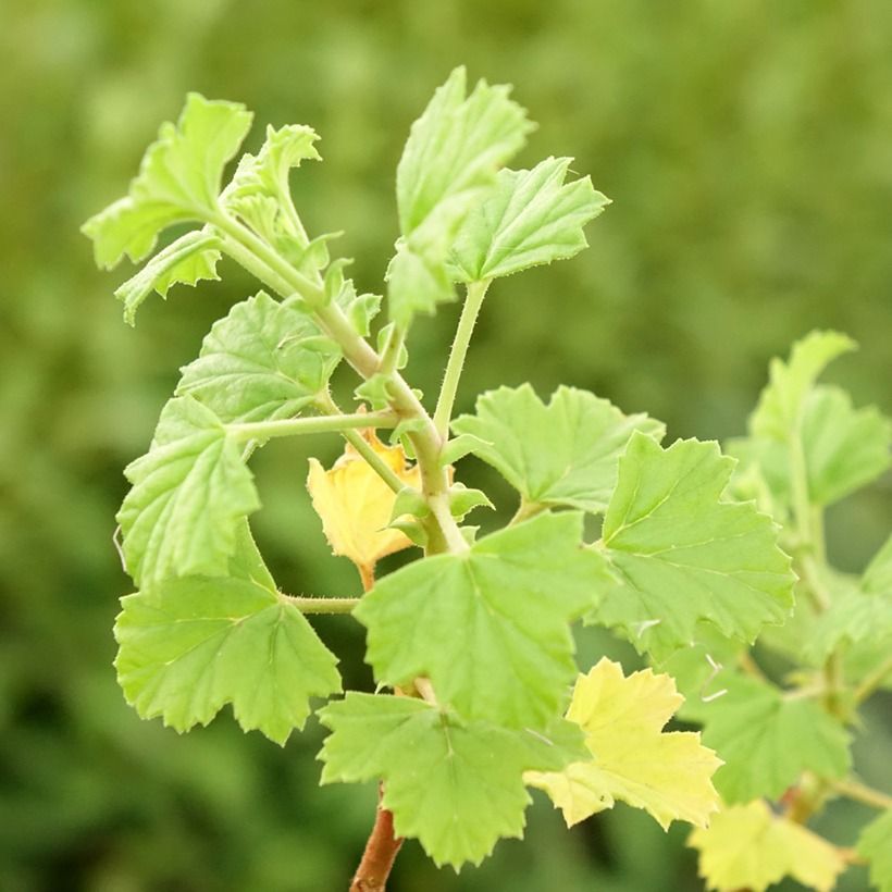 Pelargonium greytonense - Botanische pelargonium (Foliage)