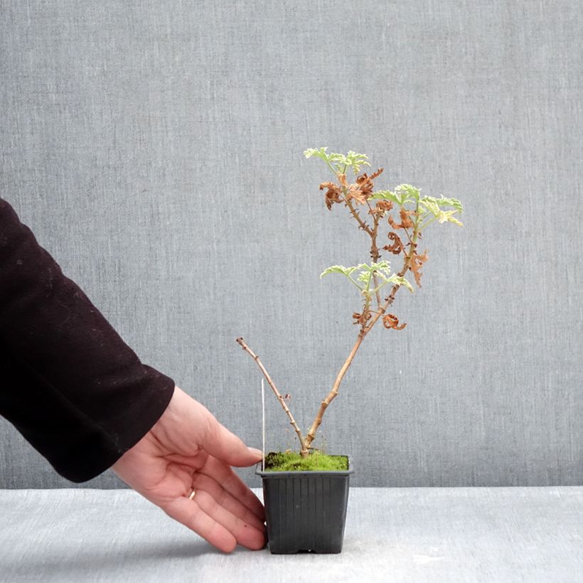 Example of Pelargonium graveolens Lady Plymouth - Rozengeranium Kweekpotje van 8/9 cm as you get in hiver
