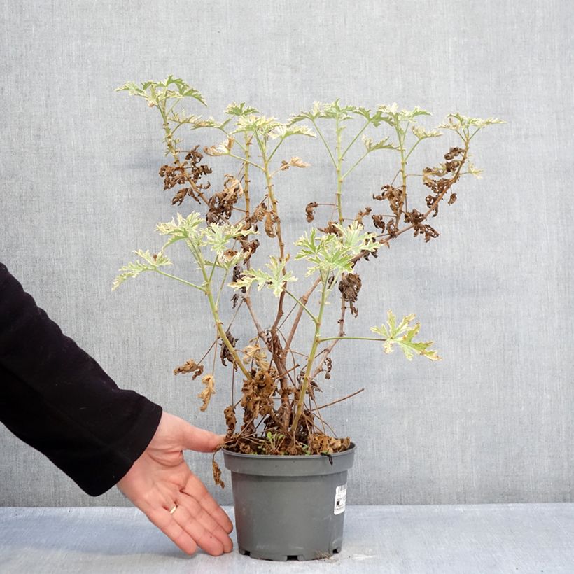 Example of Pelargonium graveolens Lady Plymouth - Rozengeranium Pot van 1,5 l/2 l as you get in hiver