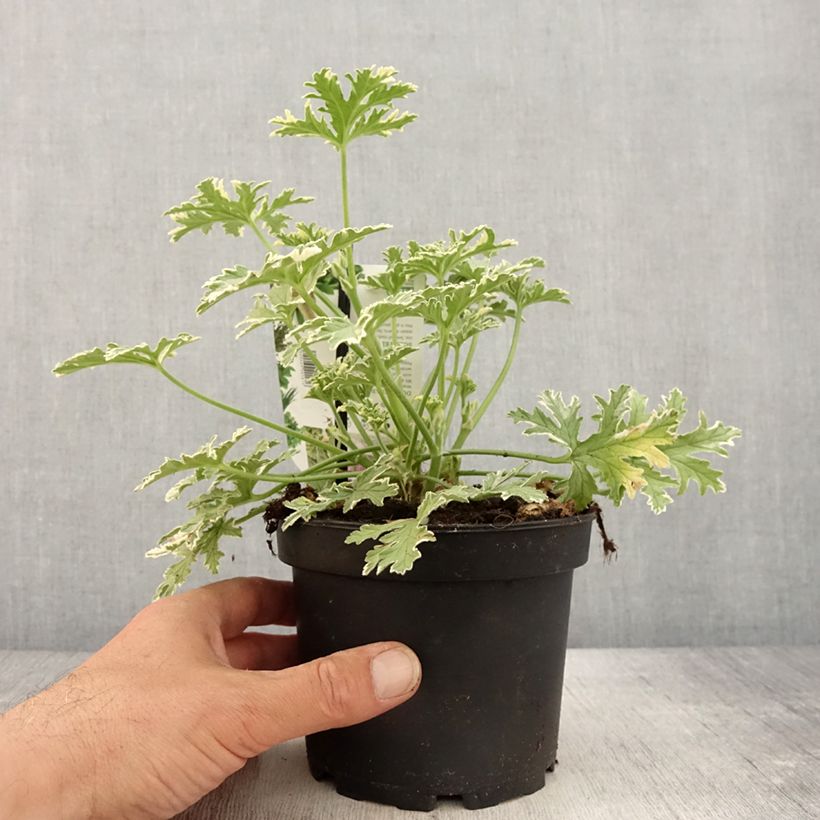Exemplaar van Pelargonium graveolens Lady Plymouth - Rozengeranium Pot van 1,5 l/2 l zoals geleverd in de lente