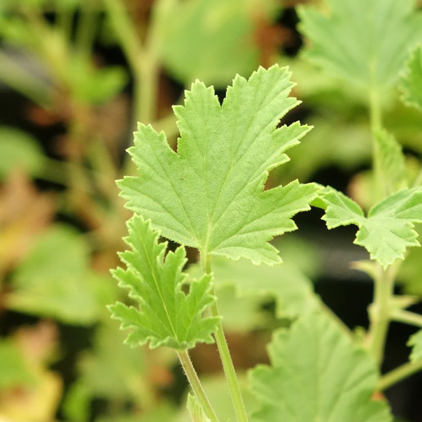 Pelargonium Lemon Fancy - Citroengeranium (Blad)