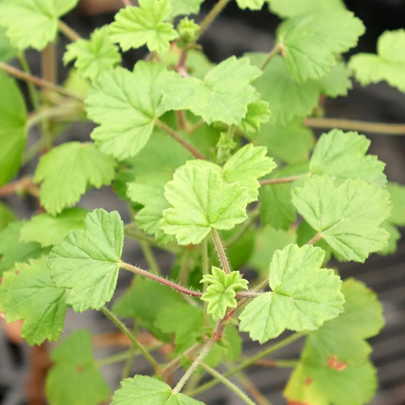 Pelargonium capitatum Pink Capricorn - Rozengeranium (Blad)