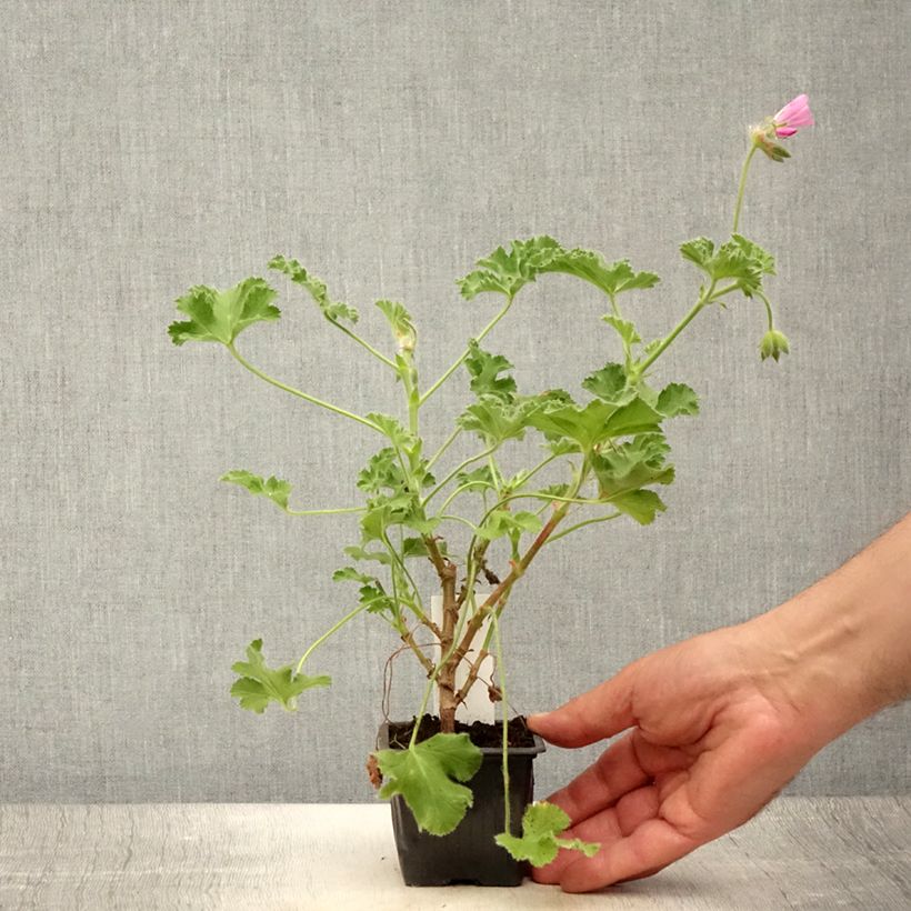 Exemplaar van Pelargonium capitatum Pink Capricorn - Rozengeranium Kweekpotje van 8/9 cm zoals geleverd in de zomer