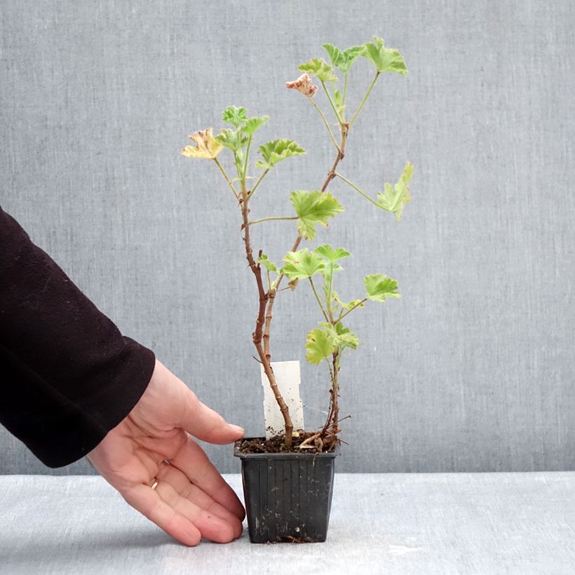 Example of Pelargonium capitatum Pink Capricorn - Rozengeranium Kweekpotje van 8/9 cm as you get in hiver