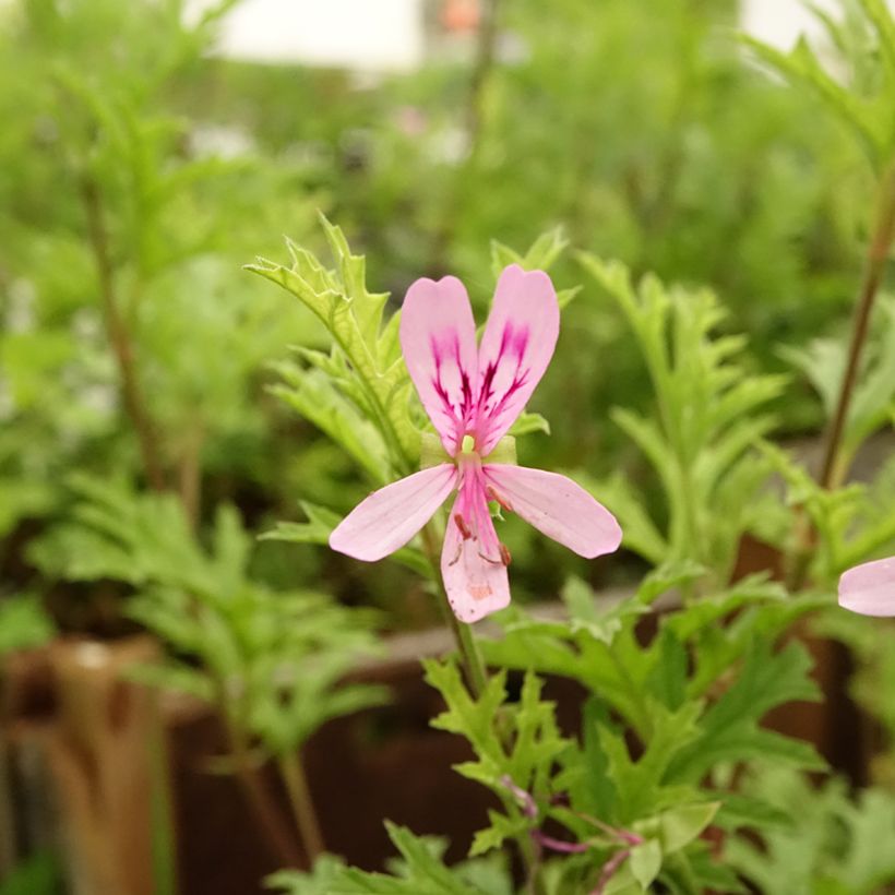 Pelargonium pseudoglutinosum - Botanische pelargonium (Bloei)