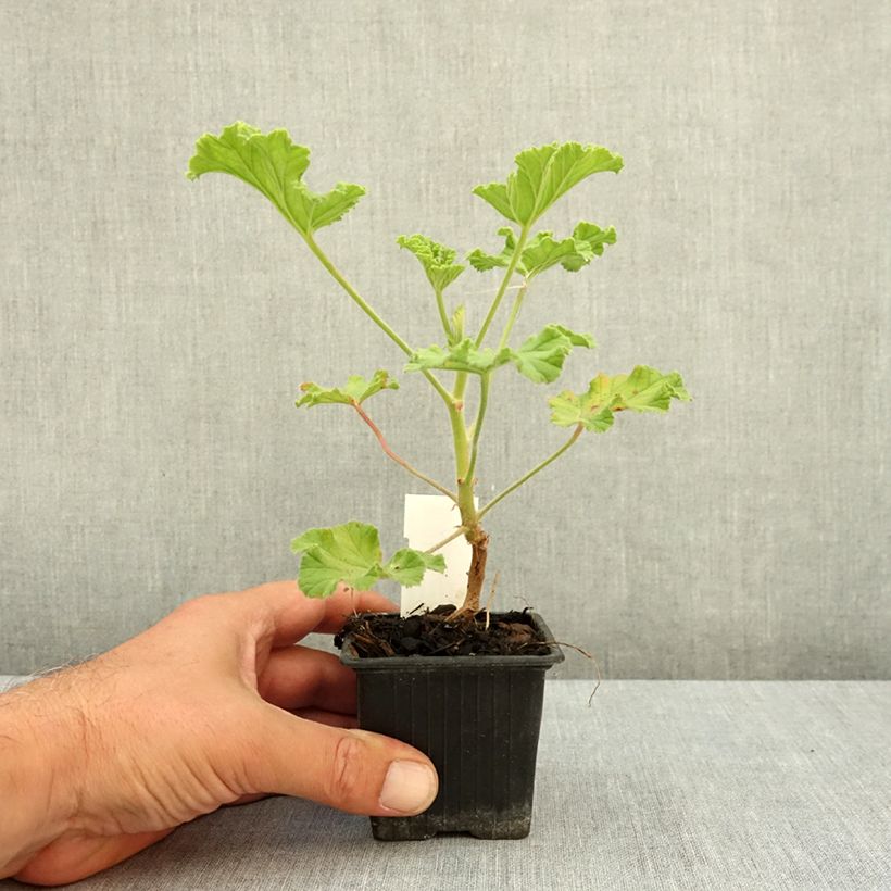 Exemplaar van Pelargonium Purple Unique - Geurgeranium Kweekpotje van 8/9 cm zoals geleverd in de zomer