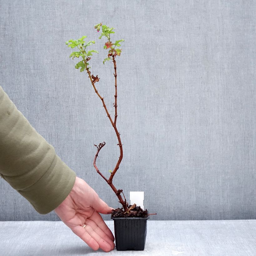 Example of Pelargonium quercifolium Royal Oak - Geurgeranium met balsam-/amandel-achtige geur Kweekpotje van 8/9 cm as you get in hiver