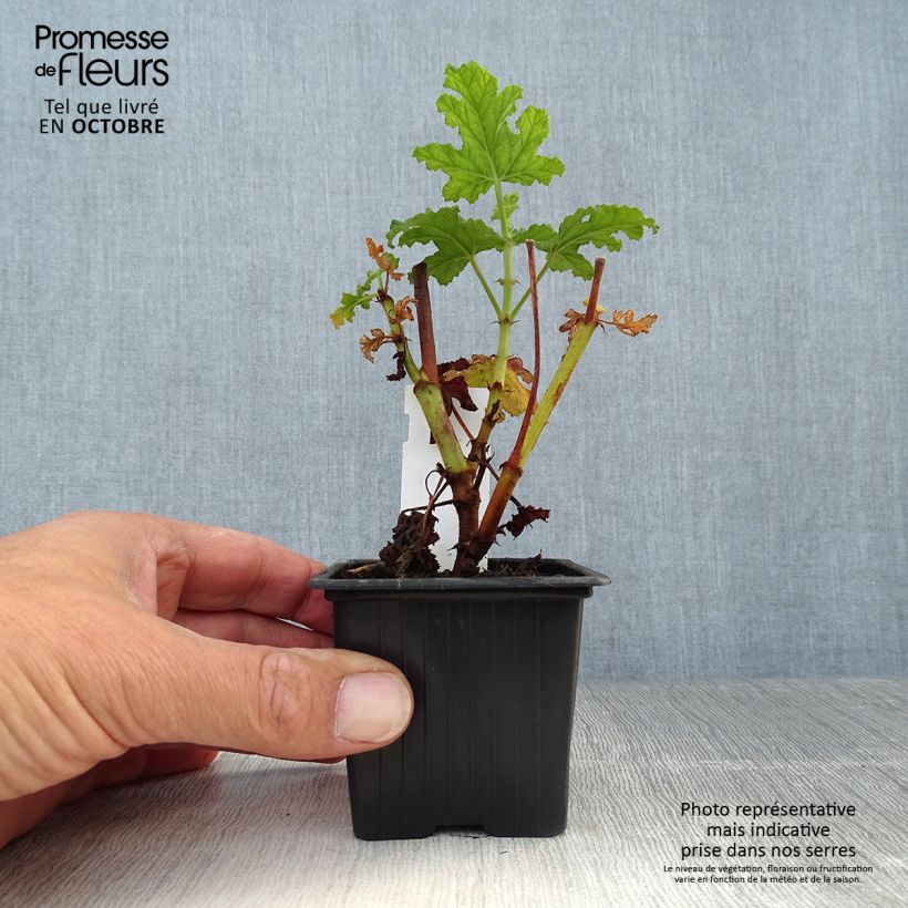 Exemplaar van Pelargonium quercifolium Royal Oak - Geurgeranium met balsam-/amandel-achtige geur Kweekpotje van 8/9 cm zoals geleverd in de herfst