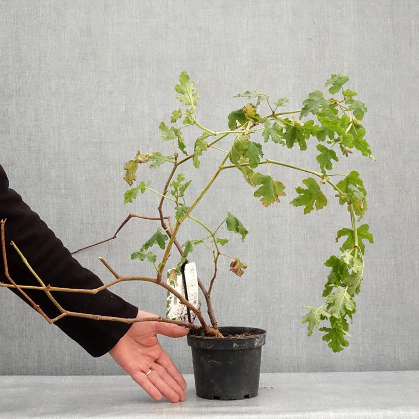 Example of Pelargonium quercifolium Royal Oak - Geurgeranium met balsam-/amandel-achtige geur Pot van 1,5 l/2 l as you get in hiver