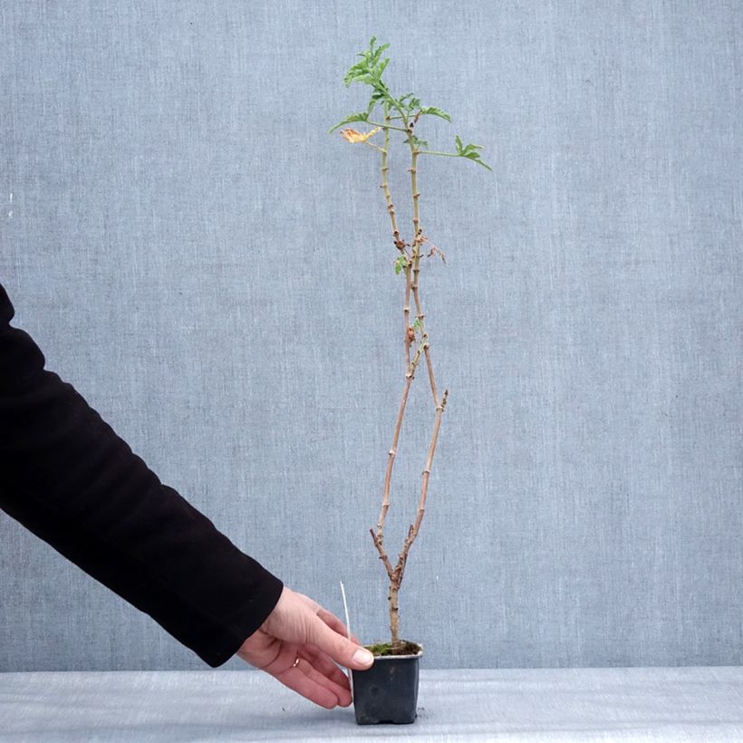 Example of Pelargonium graveolens Robert's Lemon Rose - Rozengeranium Kweekpotje van 8/9 cm as you get in hiver