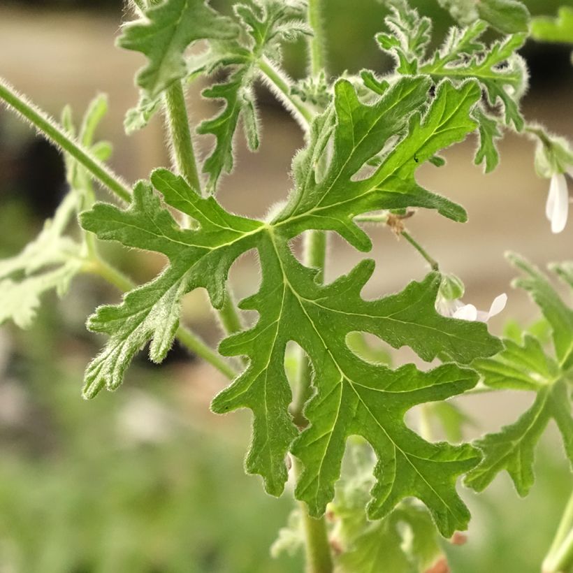 Pelargonium White Graveolens - Geurgeranium (Blad)