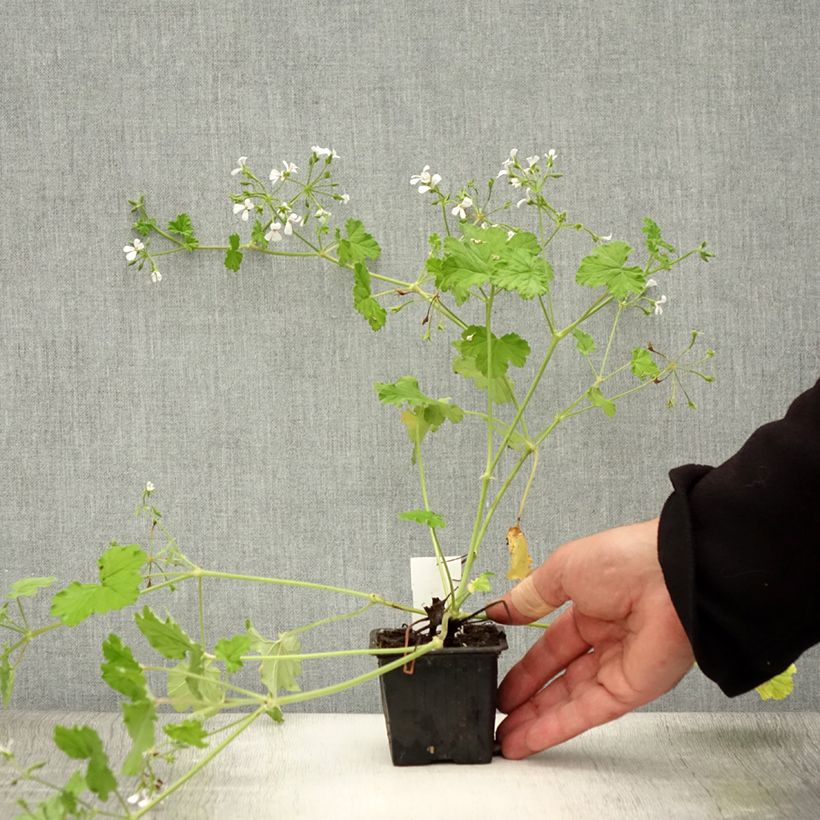 Exemplaar van Pelargonium odoratissimum - Botanische pelargonium Kweekpotje van 8/9 cm zoals geleverd in de zomer