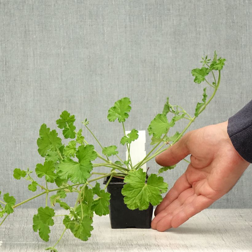 Exemplaar van Pelargonium odoratissimum - Botanische pelargonium Kweekpotje van 8/9 cm zoals geleverd in de lente