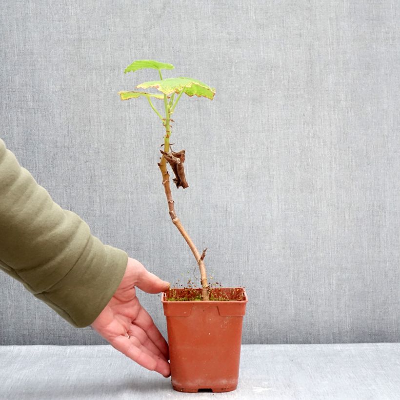 Example of Pelargonium papilionaceum - Géranium botanique au parfum de citron Pot van 1 l/1,5 l as you get in hiver