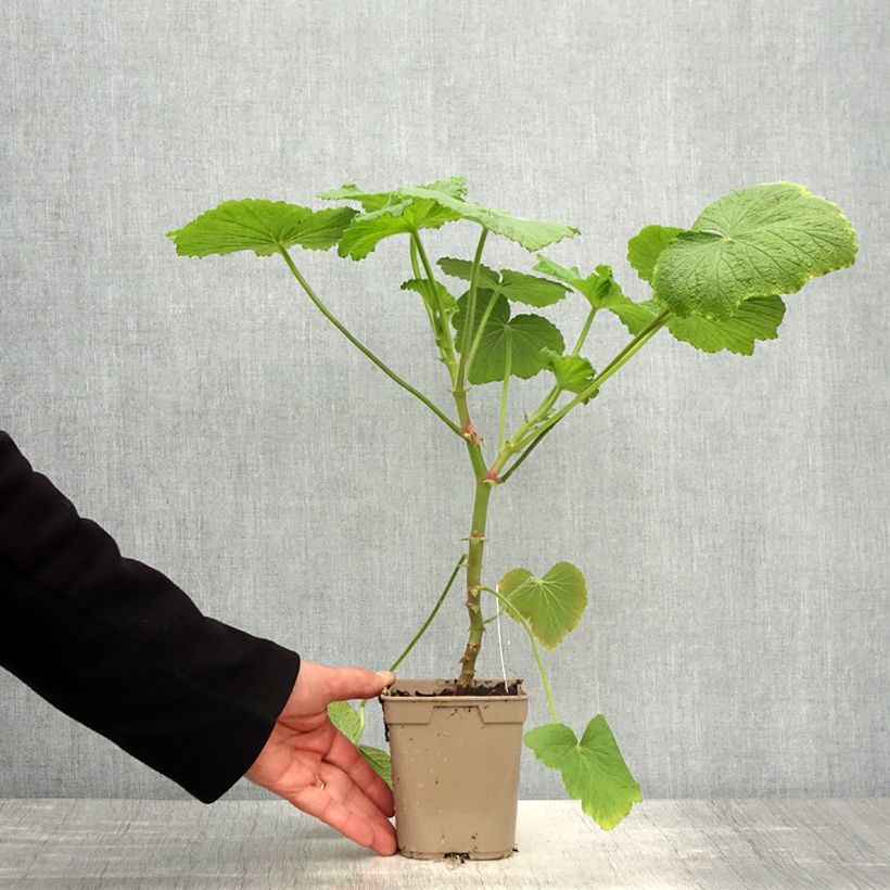 Exemplaar van Pelargonium papilionaceum - Botanische pelargonium Pot van 1 l/1,5 l zoals geleverd in de lente