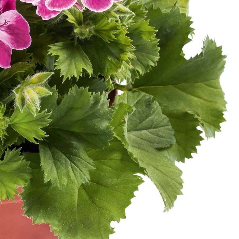Pelargonium Pinkerbell - Regal geranium (Foliage)