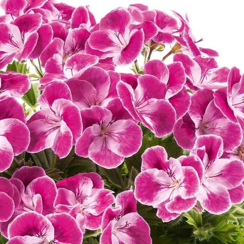 Pelargonium Pinkerbell - Regal geranium (Flowering)