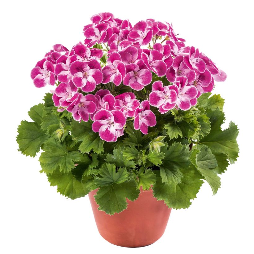 Pelargonium Pinkerbell - Regal geranium (Plant habit)