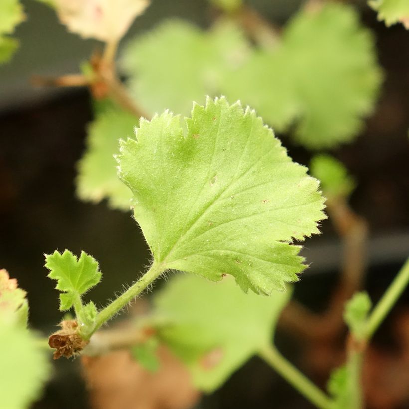 Pelargonium crispum Prince Rupert - Citroengeranium (Blad)