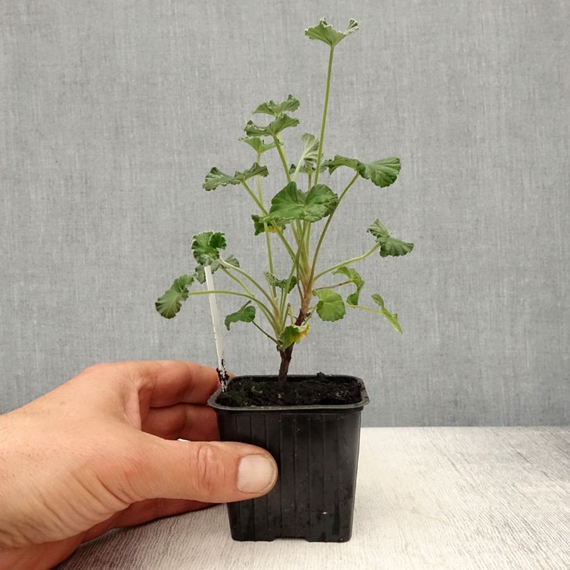 Exemplaar van Pelargonium reniforme x sidoides - Botanische pelargonium Kweekpotje van 8/9 cm zoals geleverd in de lente