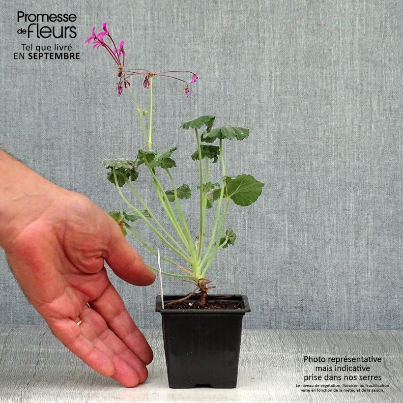 Exemplaar van Pelargonium reniforme - Botanische pelargonium Kweekpotje van 8/9 cm zoals geleverd in de herfst
