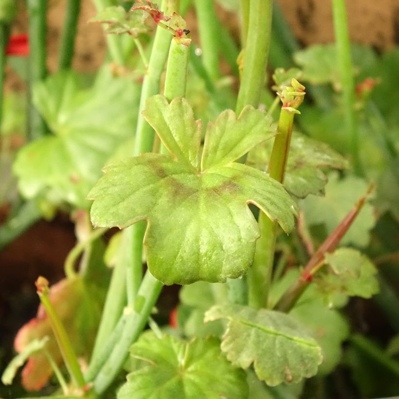 Pelargonium tetragonum - Botanische pelargonium (Blad)