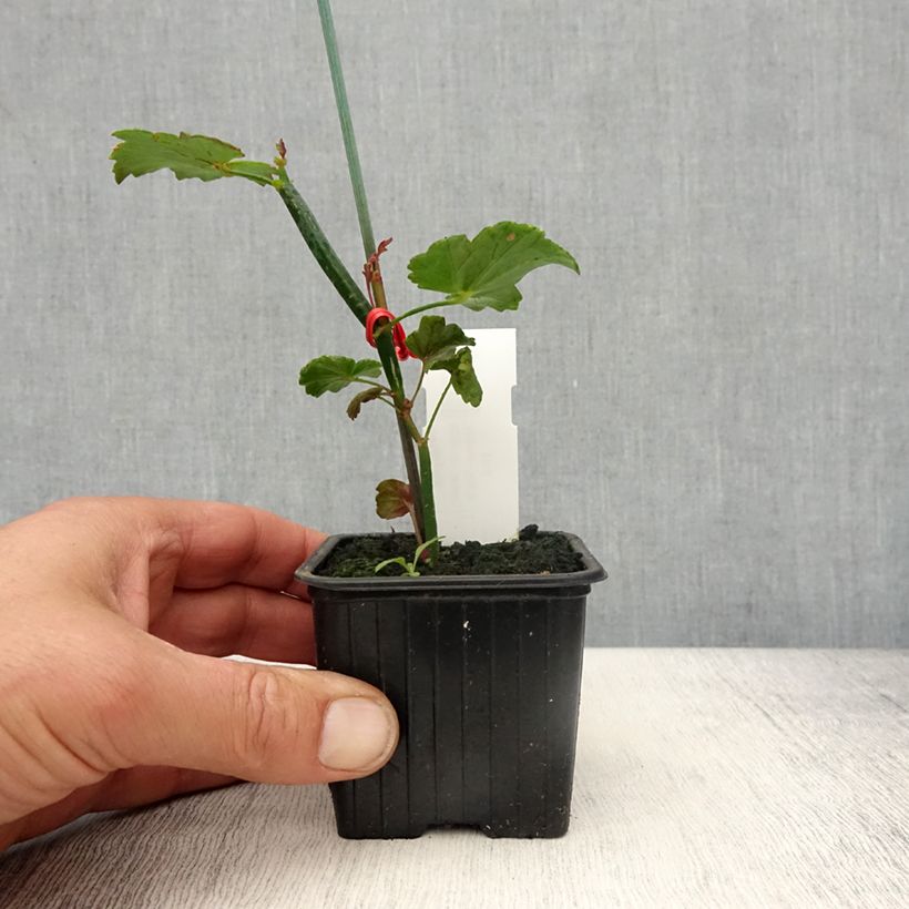 Example of Pelargonium tetragonum - Géranium botanique Kweekpotje van 8/9 cm as you get in printemps