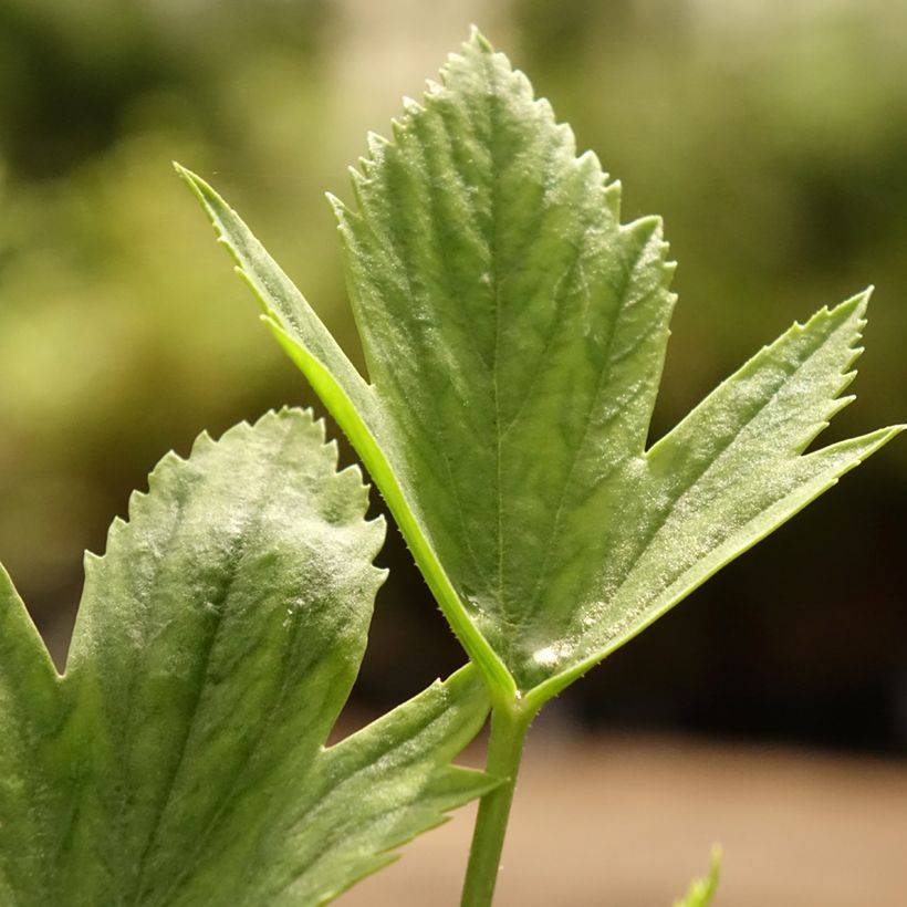 Pelargonium x tricuspidatum - Botanische pelargonium (Blad)