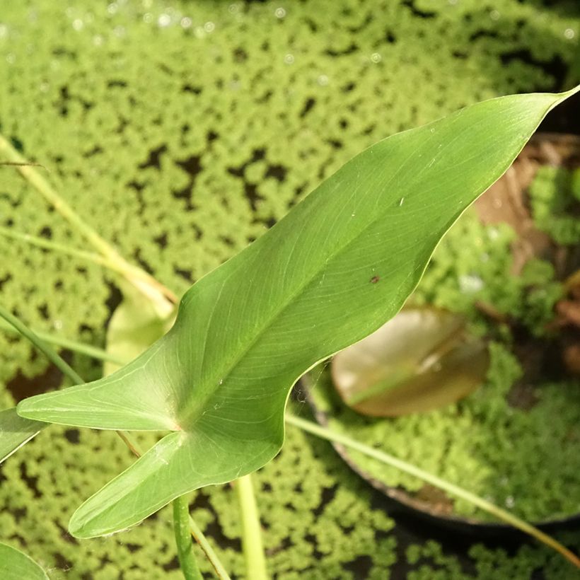 Peltandra virginica - Arum van Virginia (Blad)
