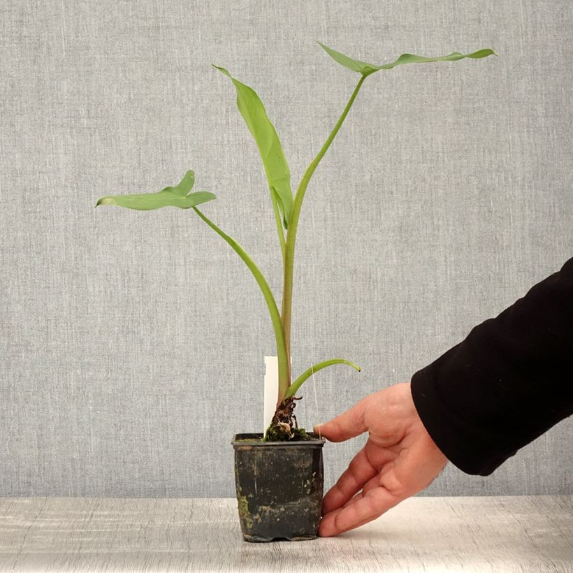 Exemplaar van Peltandra virginica - Arum van Virginia Kweekpotje van 8/9 cm zoals geleverd in de lente