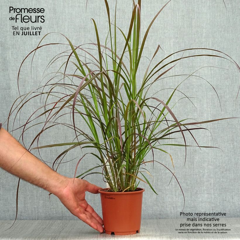 Exemplaar van Pennisetum advena Rubrum - Lampenpoetsersgras Pot van 1 l/1,5 l zoals geleverd in de zomer