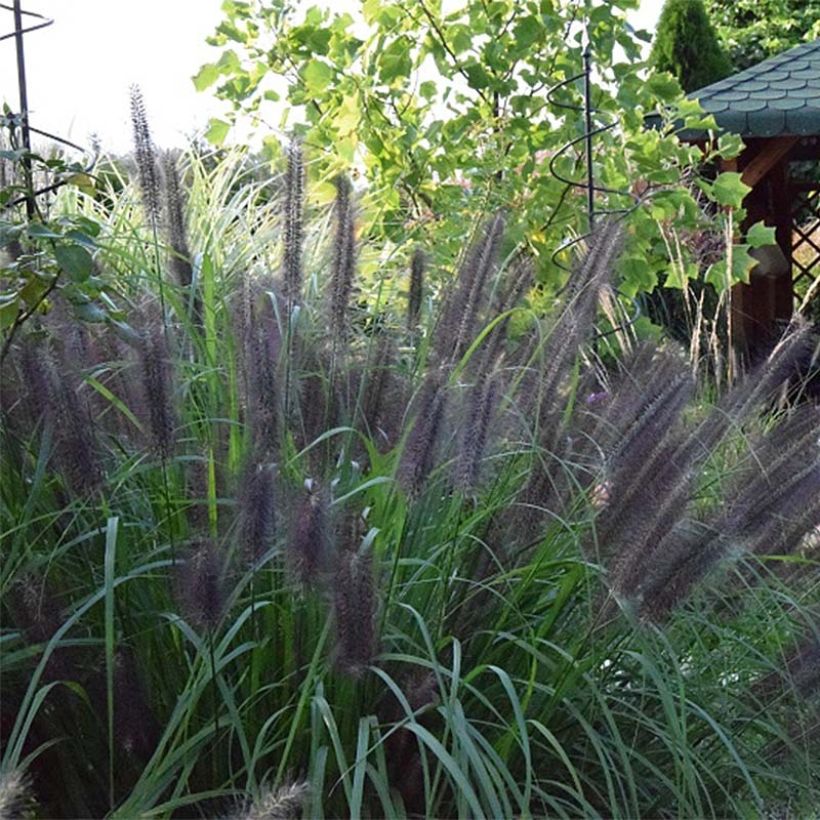 Pennisetum alopecuroïdes Black Beauty - Lampenpoetsersgras (Flowering)